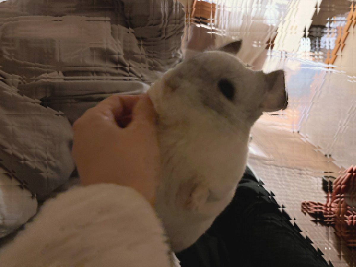 チンチラ チンチラのカラーと毛質 | チラビアくんの豆知識 Vol.35 | 一般社団