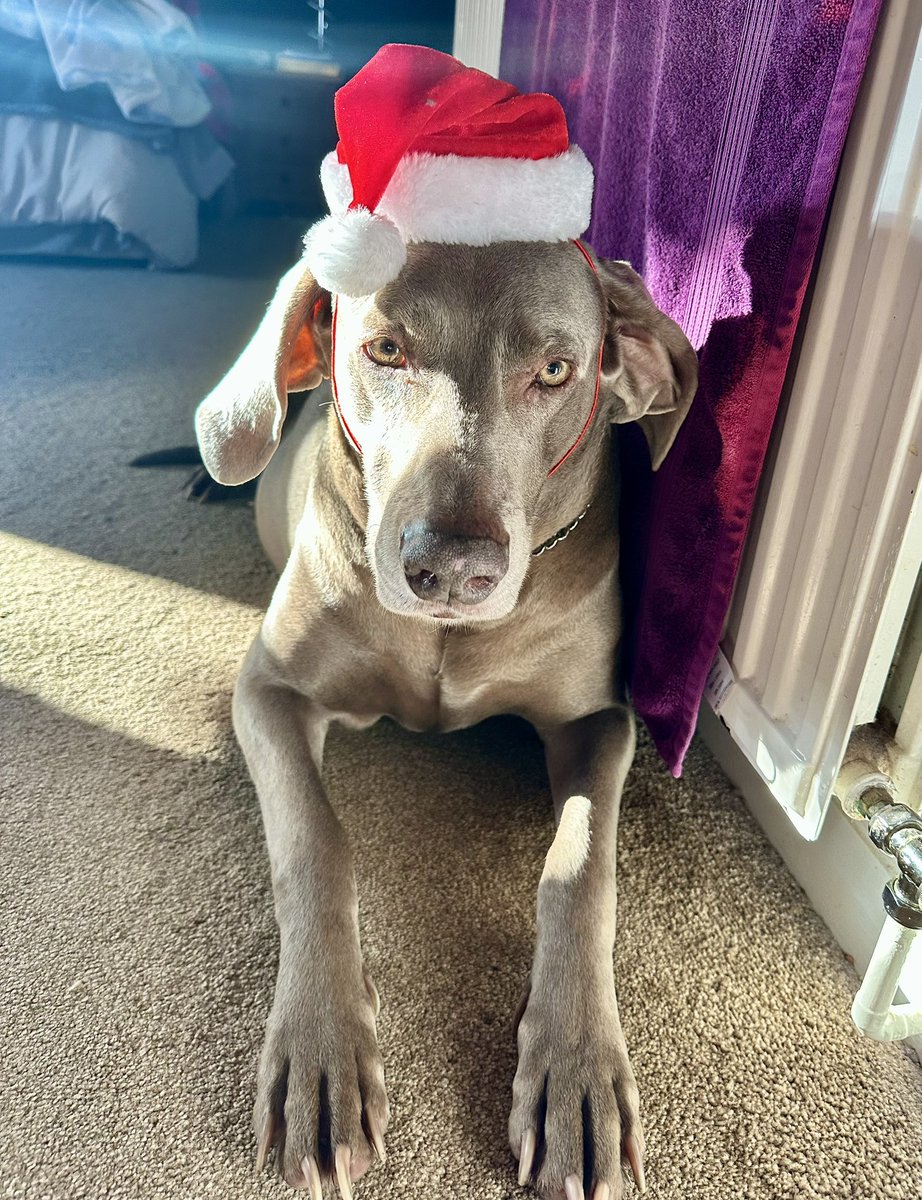 FindTheSausage's tweet photo. Someone’s ready for Christmas 😂 https://t.co/nvGC4SqIyb