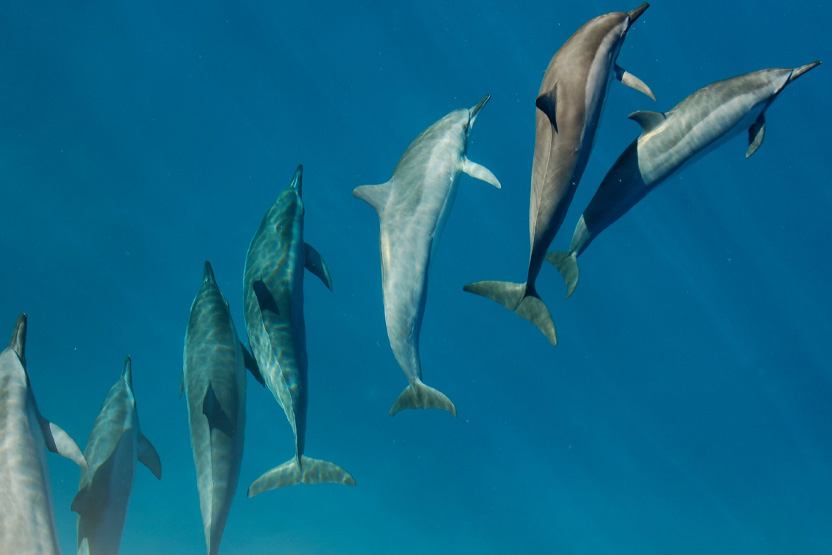 Unprecedented levels of forever chemicals found in dolphins and whales

#TiredEarth #ForeverChemicals
🔗tiredearth.com/news/unprecede…