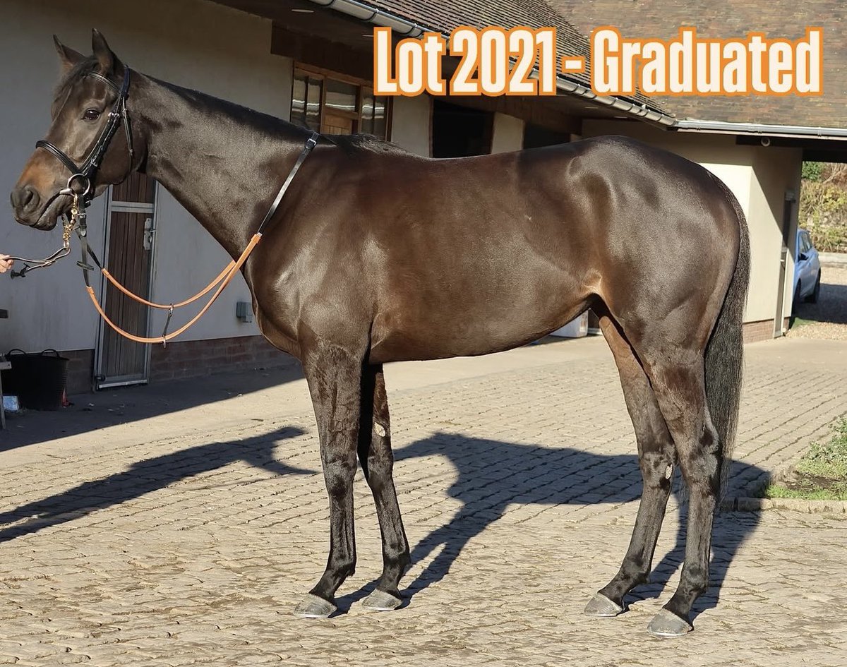 UrloxheyStables's tweet photo. 📘 We have 7 lots selling this week at the @Tattersalls1766 December Mare Sale, come and see them in Highflyer G! 

👀 By Lope De Vega, Starspangledbanner, Nathaniel, Ghaiyyath, Phoenix of Spain &amp; Twilight Son. 

#comeseeus #tattersalls #forsale https://t.co/VDjtIFRl5k