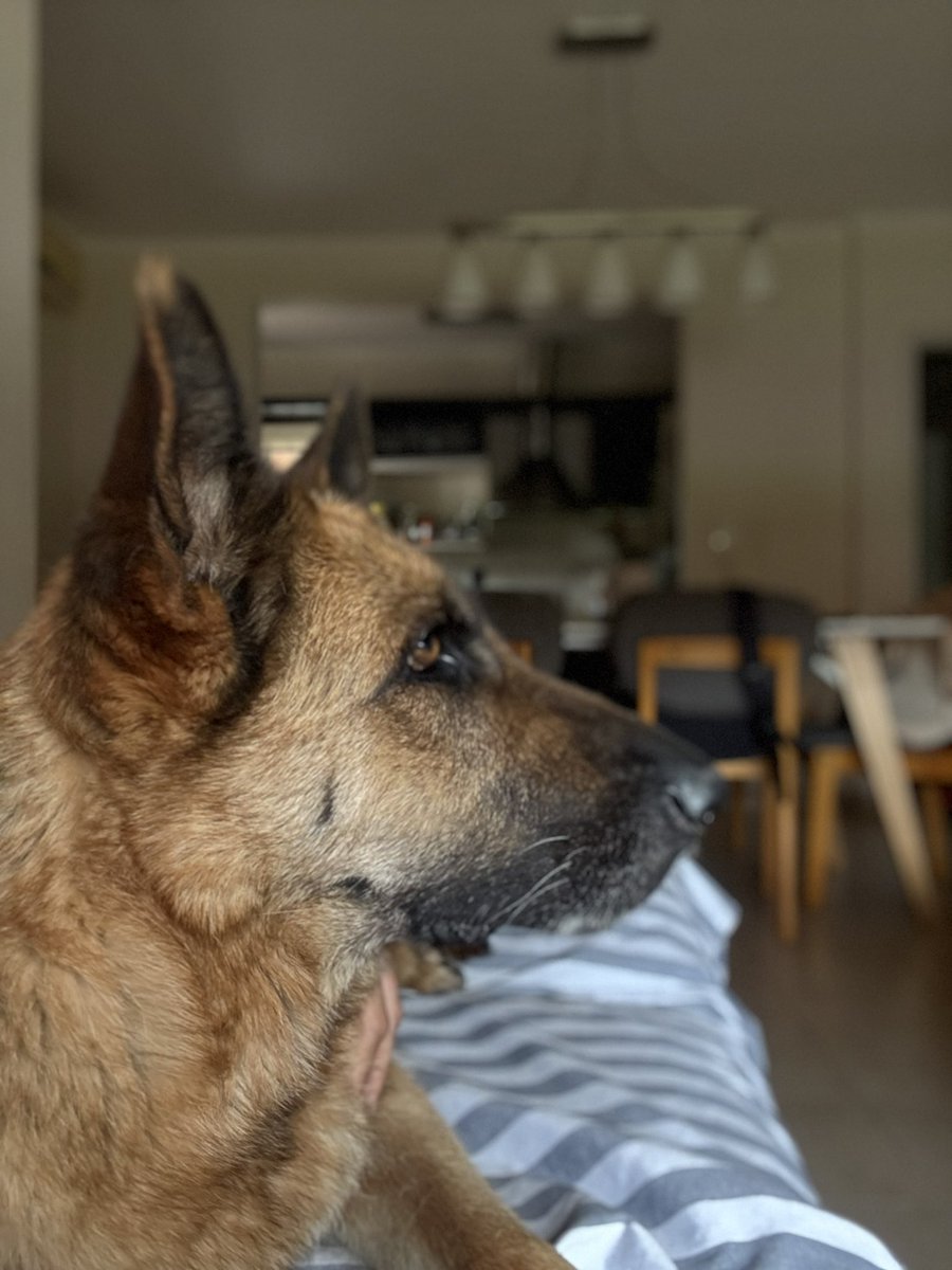 #nadiedicenada ✨🐶