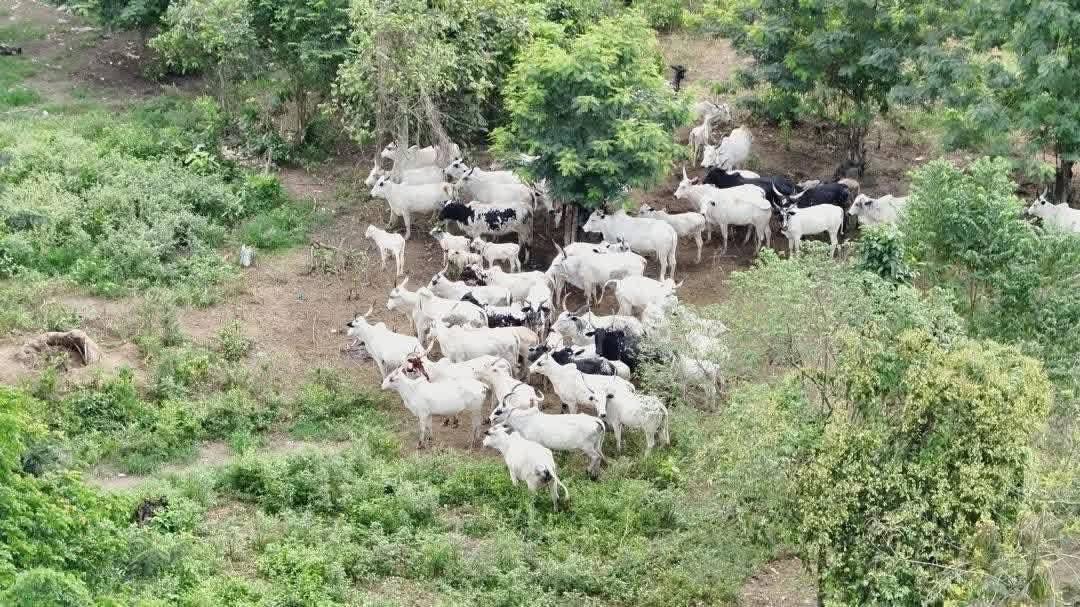OzorNdiOzor's tweet image. Barely 24 hours ago, 6 real estate marketers from a Lagos-based firm (Residency Real Estate Ltd) were kidnapped in broad daylight while inspecting land at Oyebola Village, Mokoloki, Obafemi-Owode LGA, Ogun State. The victims include four men and two women. Gunmen emerged from the…