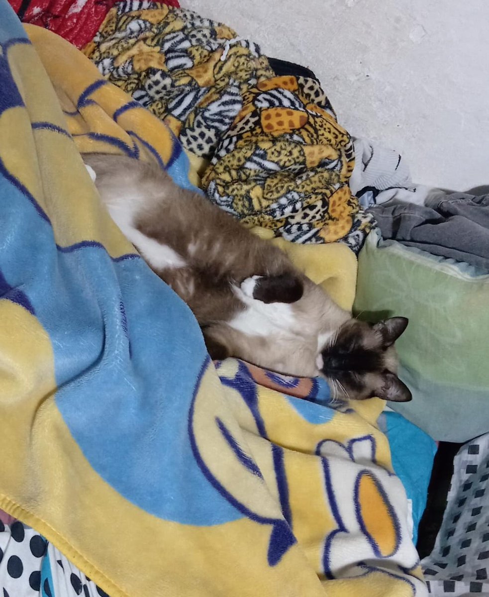 melapuedemamar's tweet photo. A Vodka le gusta dormir mucho #nadiedicenada https://t.co/yvJzp6rn0c