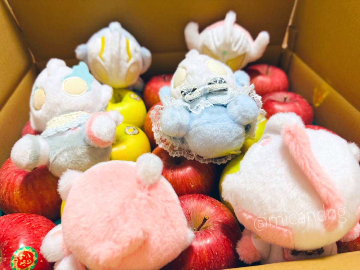 大好きな人からいっぱいりんご送られてきて嬉しい🍎
りんごの側にふわを転がしておくとふわふわに良い香りが移って美味しそうになる