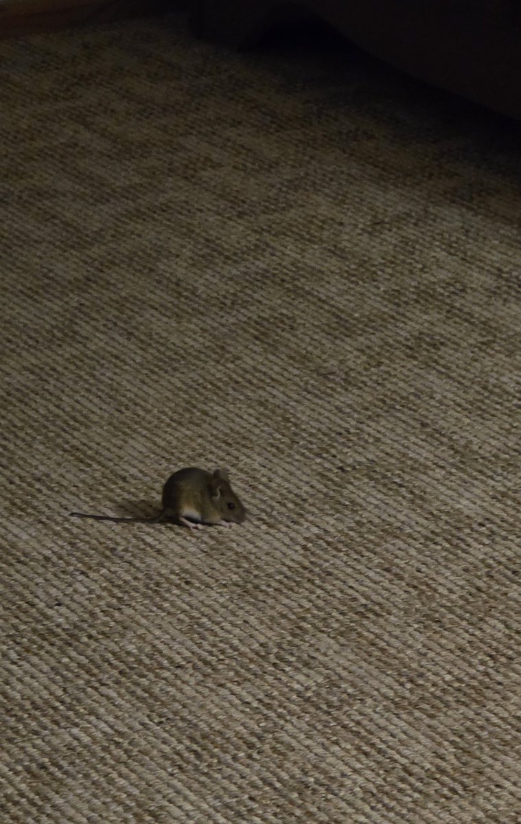 Utratíte pět stovek za kapsičky s lososem, chcete kočkodanům přilepšit a oni se vám za to odvděčí tím, že přestanou chytat hlodavce. Hajzlové líný.