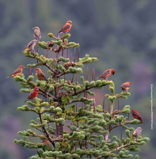 ornithologiki's tweet photo. 🎄 Μπήκαμε στον Δεκέμβρη και το δάσος μπαίνει σε εορταστικό πνεύμα, με όλα τα "στολίδια" του να παίρνουν θέση!
ΚΑΛΟ ΜΗΝΑ!
* 25 ημέρες μέχρι τα ✨ Χριστούγεννα

📷 Σταυρομύτες Loxia curvirostra https://t.co/hTzmpAWOgl