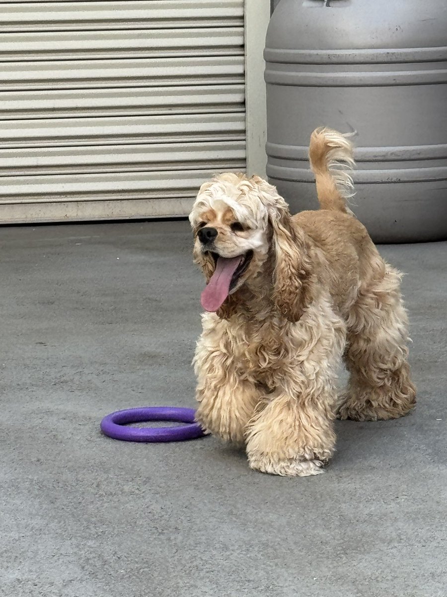 まっくろくろすけ兄妹、明日はトリミングです。 洗っても洗っても