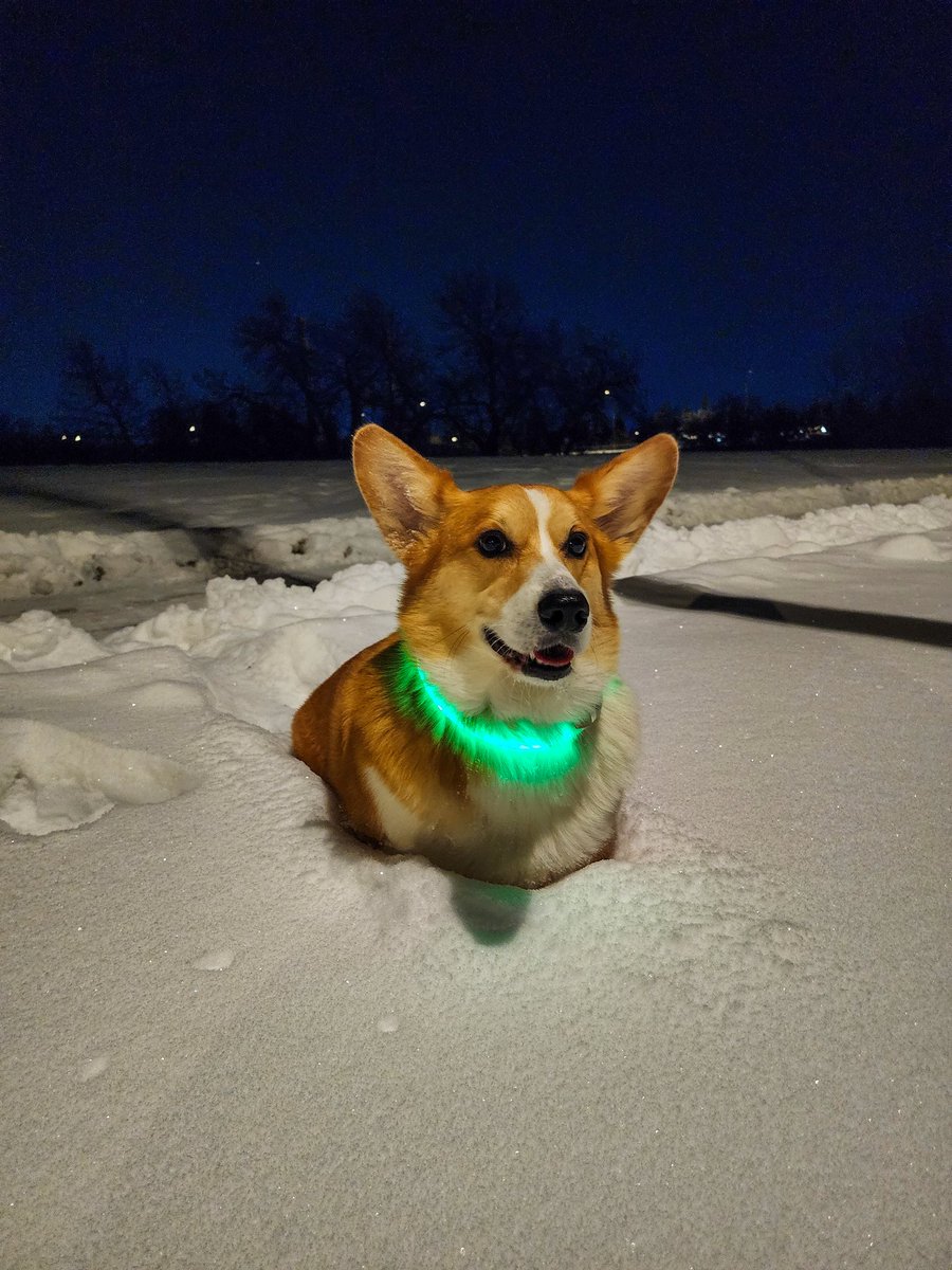 Rocky the Corgi tweet media