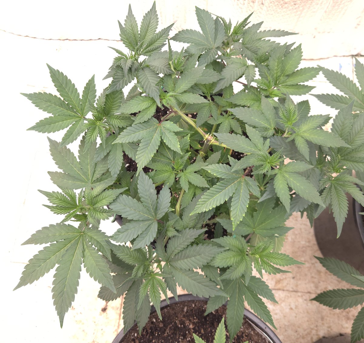 kclightup's tweet image. I&apos;m going to do a little more training on the beastly plants. Might fuck around and top them a couple more times. 
#growyourown #fuckcancer #GetScreened