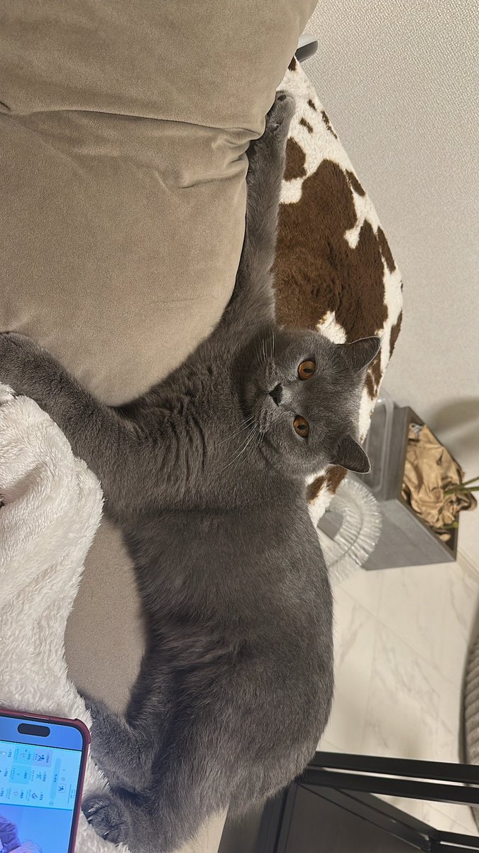 kakipp_11's tweet image. にゃん