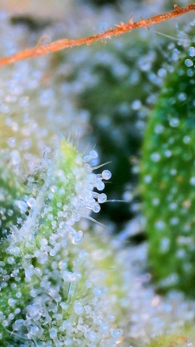 Monday forecast: 0% motivation, 100% trichome accumulation.