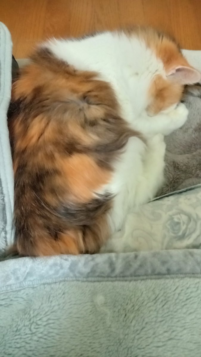 猫好きフォロワーの皆さん、おやすみなさい!(｀・ω・´)ゞ💤💤ピュア