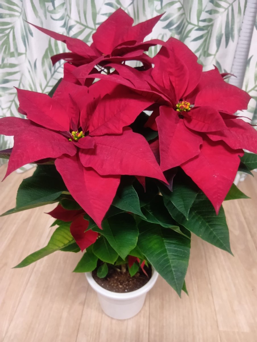 もう12月！！
生まれて初めてポインセチアもらった😆