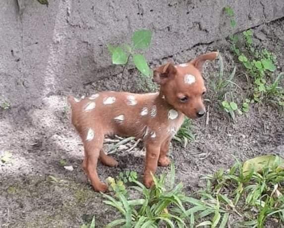 ced_jayy's tweet image. Im selling a baby deer hmu