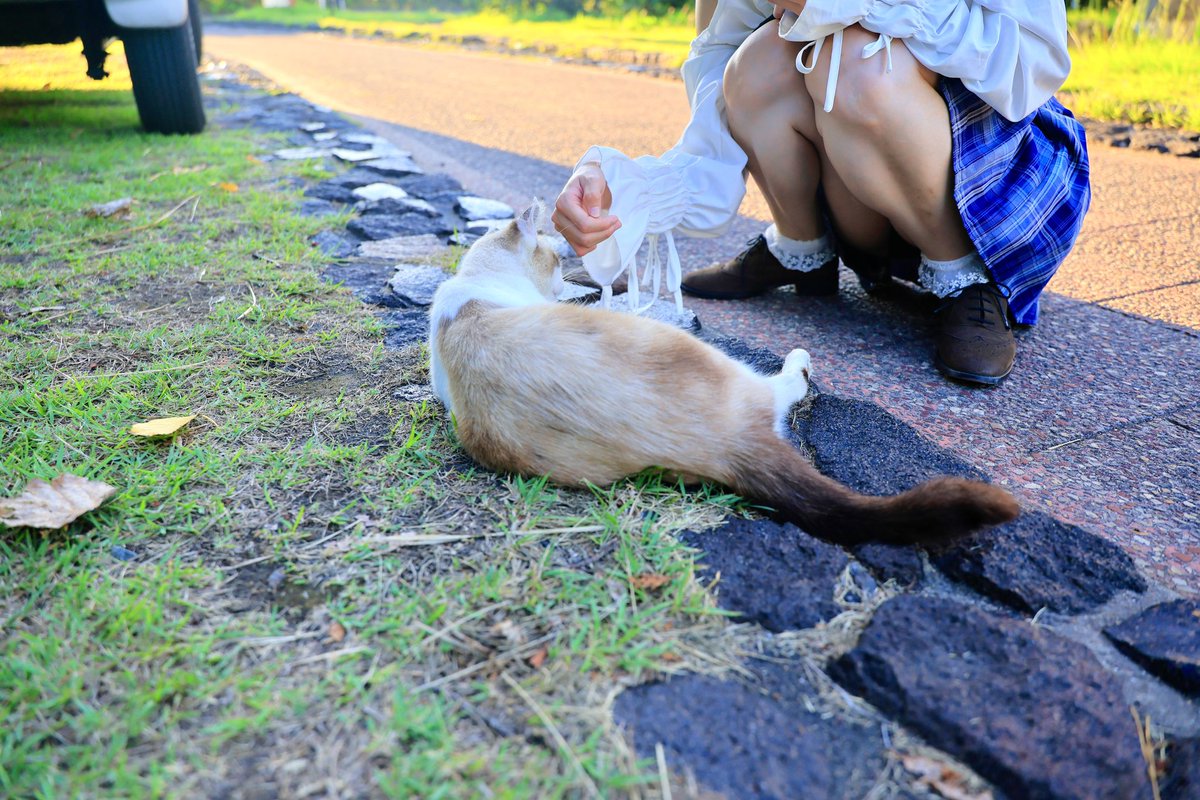 日中で人間のギャラリーはいなかったけど...🐈