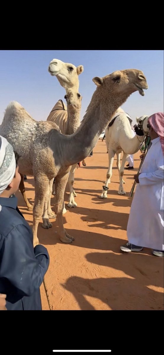 ﮼الانيق ³⁰⁵ tweet media