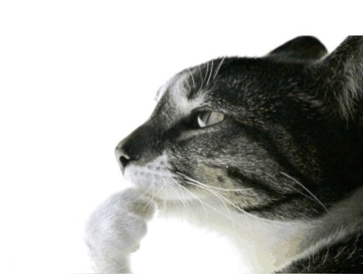 Mahiyank_78's tweet image. How do people in Western countries enjoy their lives without samosas, pani puri, masala dosa, poha, biryani, and chole bhature?