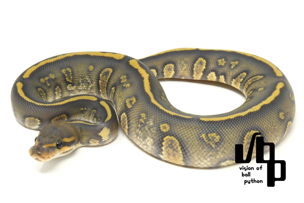 vbp_ballpython's tweet image. 【vbp cb一般公開移行のお知らせ】
ぶりくら市にて先行販売いたしましたCB個体たちを一般販売に移行いたしました！
まだまだ良い子がたくさんおりますので、ぜひチェックしてみてくださいね😎🔥

販売個体写真はこちら
vbp.tokyo/items

お問い合わせお待ちしております🙇‍♂️