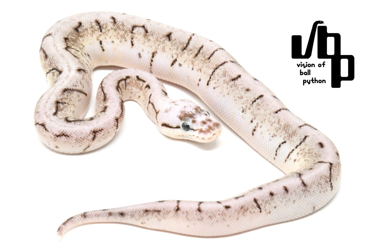 vbp_ballpython's tweet image. 【vbp cb一般公開移行のお知らせ】
ぶりくら市にて先行販売いたしましたCB個体たちを一般販売に移行いたしました！
まだまだ良い子がたくさんおりますので、ぜひチェックしてみてくださいね😎🔥

販売個体写真はこちら
vbp.tokyo/items

お問い合わせお待ちしております🙇‍♂️