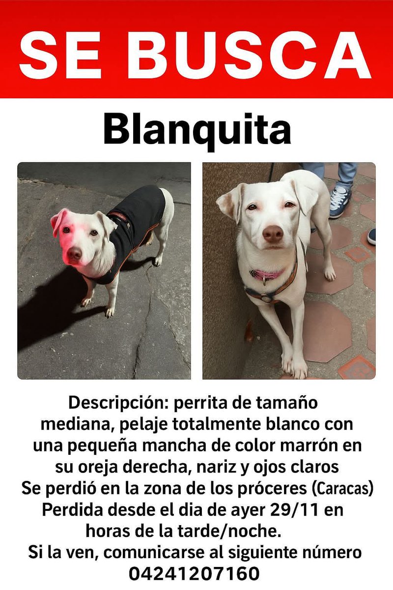 PerroUsuario Wof '•' tweet media