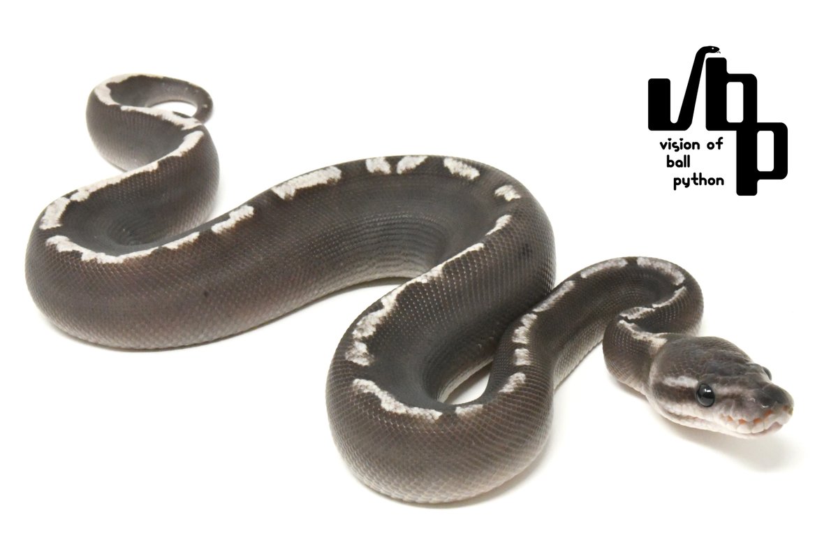 vbp_ballpython's tweet image. 【vbp cb一般公開移行のお知らせ】
ぶりくら市にて先行販売いたしましたCB個体たちを一般販売に移行いたしました！
まだまだ良い子がたくさんおりますので、ぜひチェックしてみてくださいね😎🔥

販売個体写真はこちら
vbp.tokyo/items

お問い合わせお待ちしております🙇‍♂️