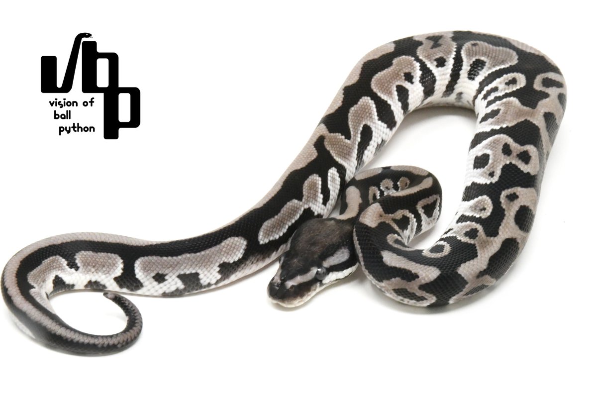 vbp_ballpython's tweet image. 【vbp cb一般公開移行のお知らせ】
ぶりくら市にて先行販売いたしましたCB個体たちを一般販売に移行いたしました！
まだまだ良い子がたくさんおりますので、ぜひチェックしてみてくださいね😎🔥

販売個体写真はこちら
vbp.tokyo/items

お問い合わせお待ちしております🙇‍♂️