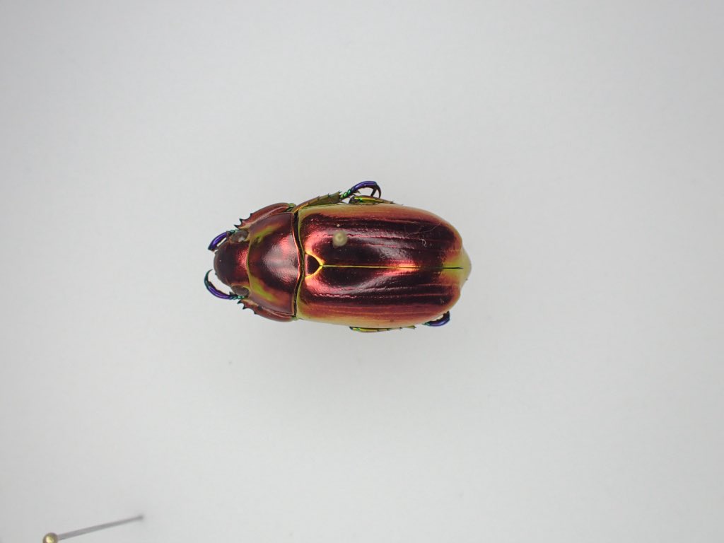 クリサルギレアプラチナコガネ 金 赤 販売中！激レアです