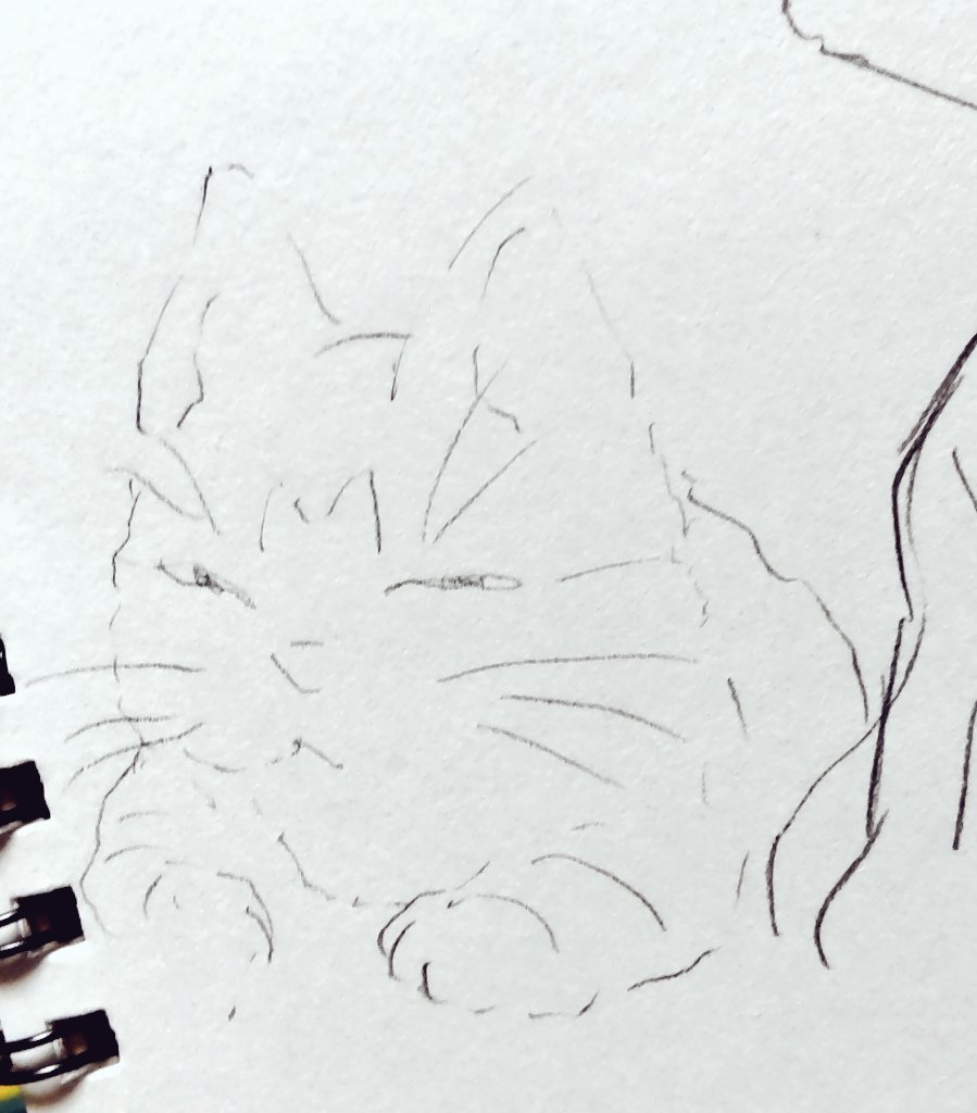 ngsk105's tweet photo. 眠そうにしてるうちの猫を描いた https://t.co/pwzvBVDF4U