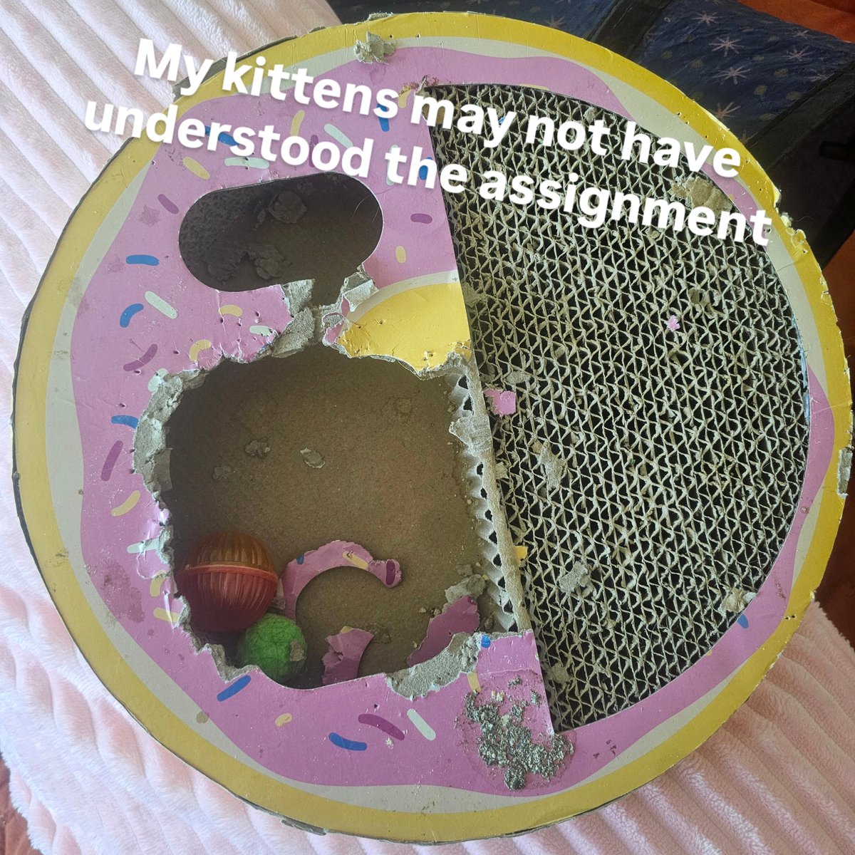 Pamela -2x Salesforce Cert'd/100x Cat Foster Mom tweet media