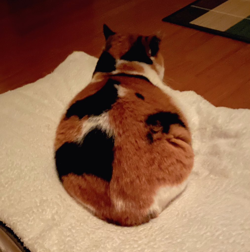 にゃんころもち にゃんころもち (@sakura_nyancolo) / Posts / X