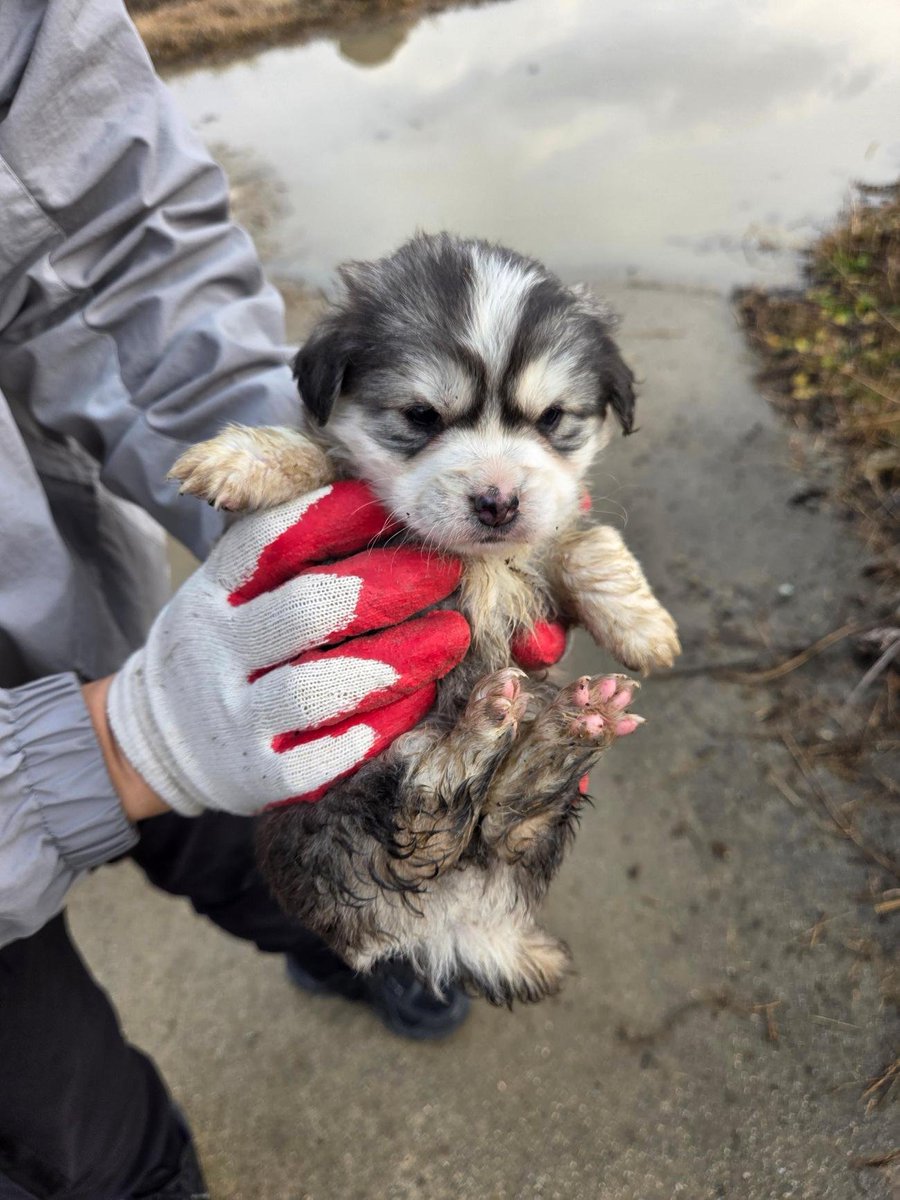 첫번째 친구 데려오기로 했는데 다른 형제들 관심 가시는분들 계시면 얼른 데리고 가세오🥹🥹
보호소가 아주아주 추운지역이라 얼른 데려가주셨으묜...