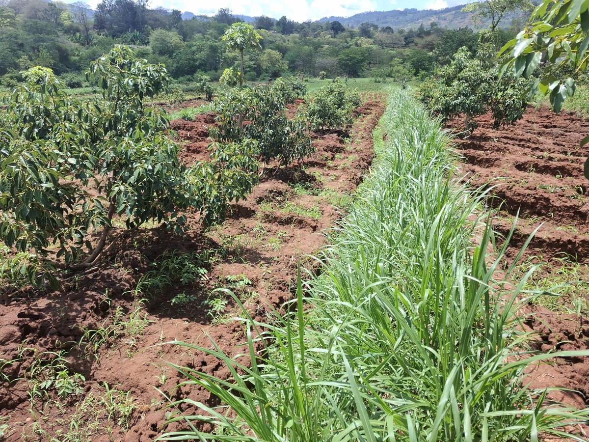 b_waswa's tweet photo. Learning with the farmers in Makueni County. https://t.co/Ti2QIpUBUi