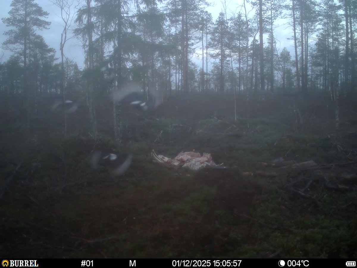 Kiva kuva haaskalta, vois kysyä. Mitä näet kuvassa.