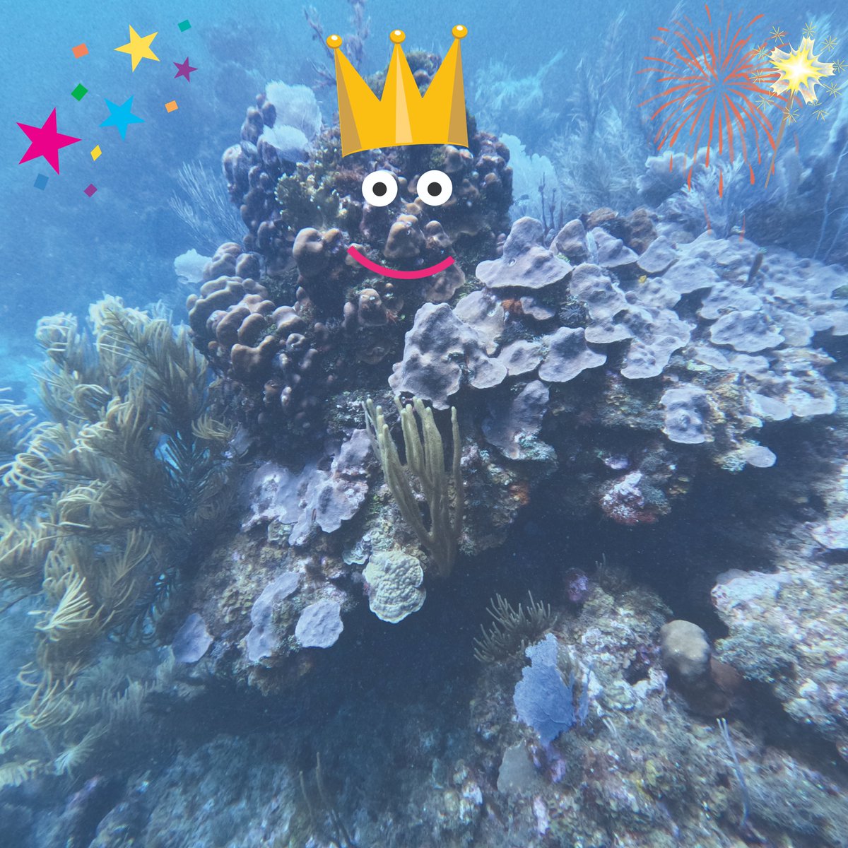 🎉 It’s our favorite time of the year! No, not the holiday season - Corals Week! 🎉
oceanservice.noaa.gov/news/corals-we…
<a href="/noaaocean/">NOAA's Ocean Service</a>  #CoralsWeek