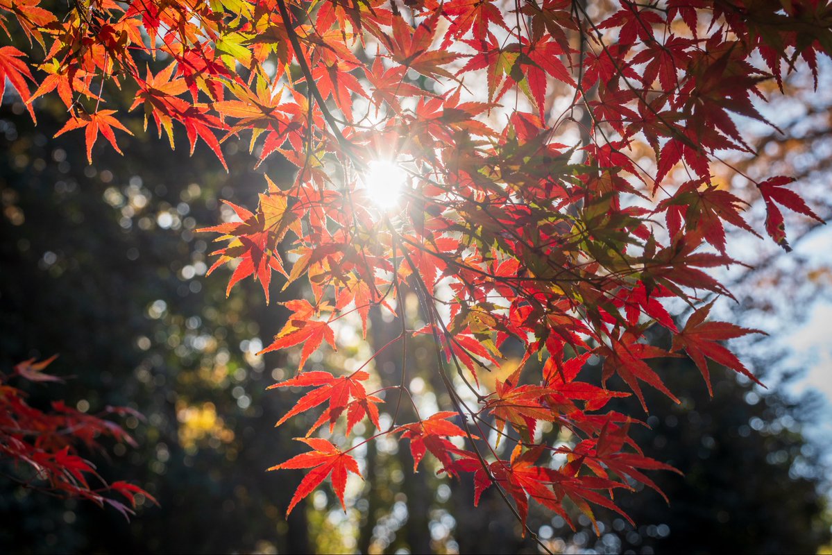 tymst_portrait's tweet image. 最近情けないことにレンズを何本も持つのが億劫になり😅高倍率のTAMRON25-200mm F/2.8-5.6 Di III VXD G2を購入。歩きながらいろんな画角をサッと撮れるのが楽しい😊
竹25mm、紅葉🍁56mm、銀杏88mm、マガモ🦆200mm
#tamron #tamron25200 #a075