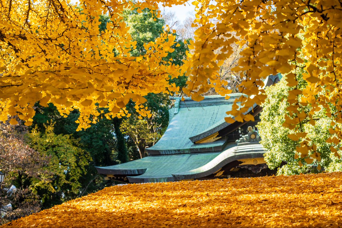 tymst_portrait's tweet image. 最近情けないことにレンズを何本も持つのが億劫になり😅高倍率のTAMRON25-200mm F/2.8-5.6 Di III VXD G2を購入。歩きながらいろんな画角をサッと撮れるのが楽しい😊
竹25mm、紅葉🍁56mm、銀杏88mm、マガモ🦆200mm
#tamron #tamron25200 #a075