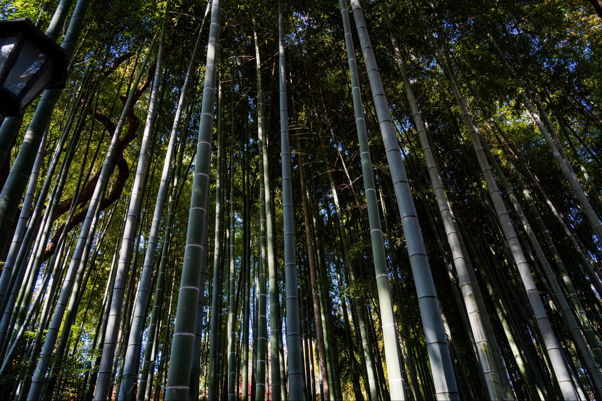 tymst_portrait's tweet image. 最近情けないことにレンズを何本も持つのが億劫になり😅高倍率のTAMRON25-200mm F/2.8-5.6 Di III VXD G2を購入。歩きながらいろんな画角をサッと撮れるのが楽しい😊
竹25mm、紅葉🍁56mm、銀杏88mm、マガモ🦆200mm
#tamron #tamron25200 #a075