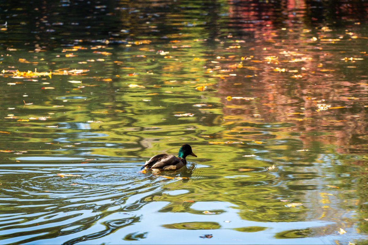 tymst_portrait's tweet image. 最近情けないことにレンズを何本も持つのが億劫になり😅高倍率のTAMRON25-200mm F/2.8-5.6 Di III VXD G2を購入。歩きながらいろんな画角をサッと撮れるのが楽しい😊
竹25mm、紅葉🍁56mm、銀杏88mm、マガモ🦆200mm
#tamron #tamron25200 #a075
