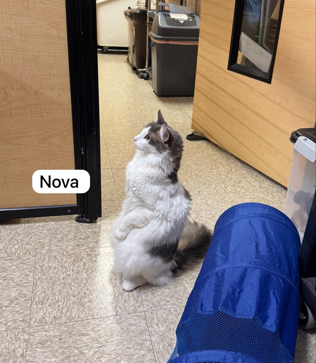 Introducing NOVA!

He’s shy at first, but once he feels comfortable he’s a sweet loving boy.
Loves to play, cuddle, rub against your leg &amp; always curious as to what you are doing.

Not recommended for a home with children or dogs

3 years old
Has a heart murmur

#adoptme