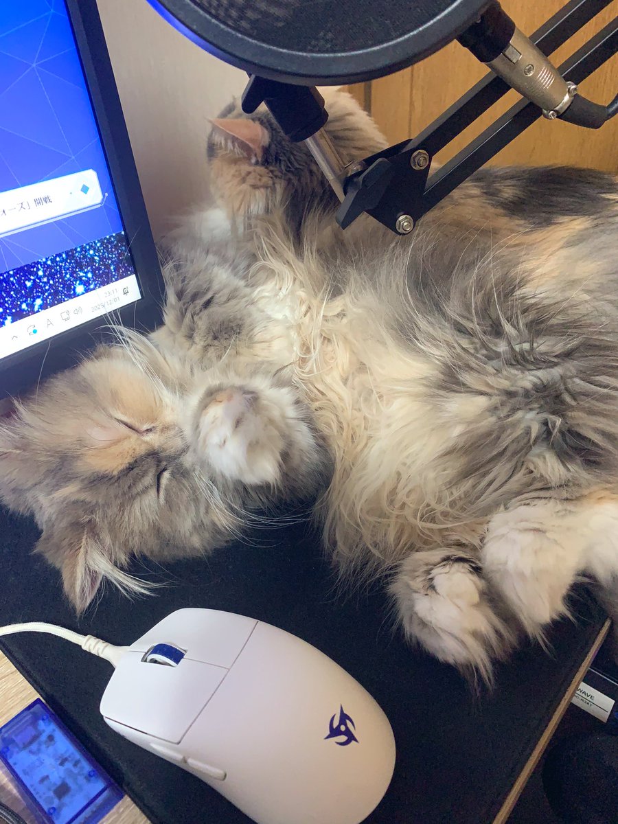 にゃんまるっ【FENNEL】 (@nyanmaru_8_4) / Posts / X