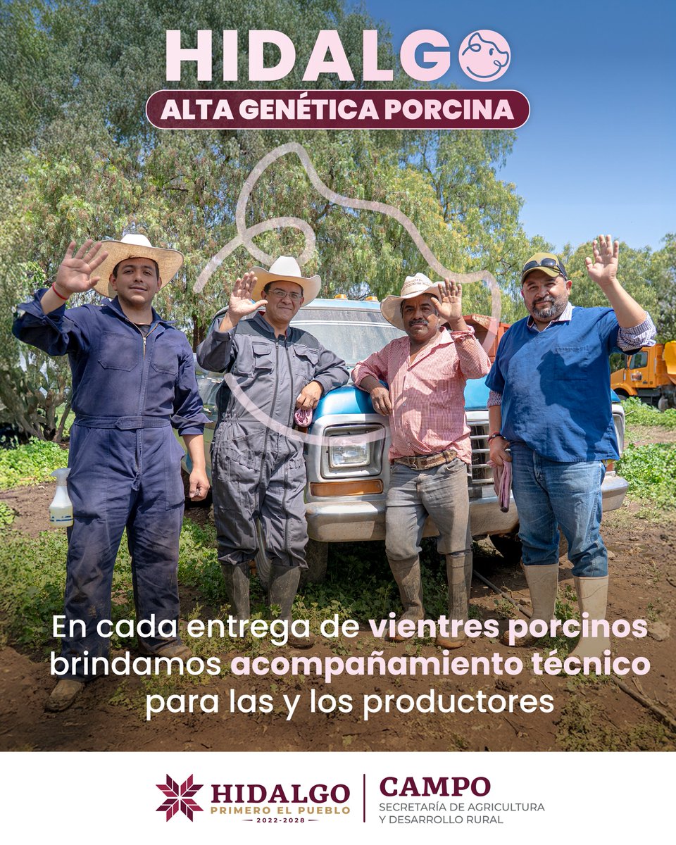 LsrHidalgo's tweet image. 🐖En cada entrega de vientres porcinos, las y los productores reciben el acompañamiento necesario para fortalecer sus conocimientos y mejorar sus resultados en cada ciclo. 📘✨

#PrimeroElCampo