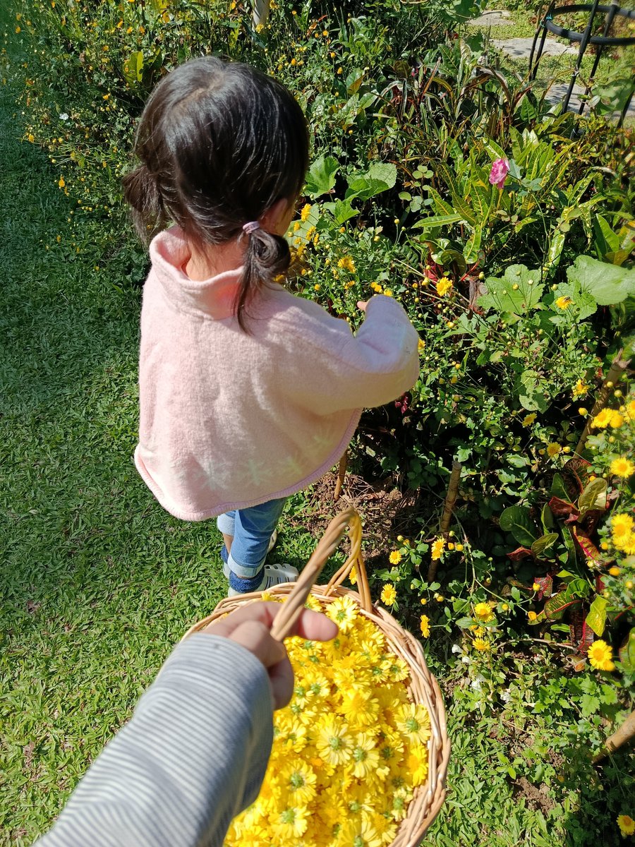 TinybirbCookies's tweet image. พนักงานเก็บดอกเก๊กฮวย เก็บได้ 2 นาที เลิกละ วิ่งไล่ตามผีเสื้อ 😂