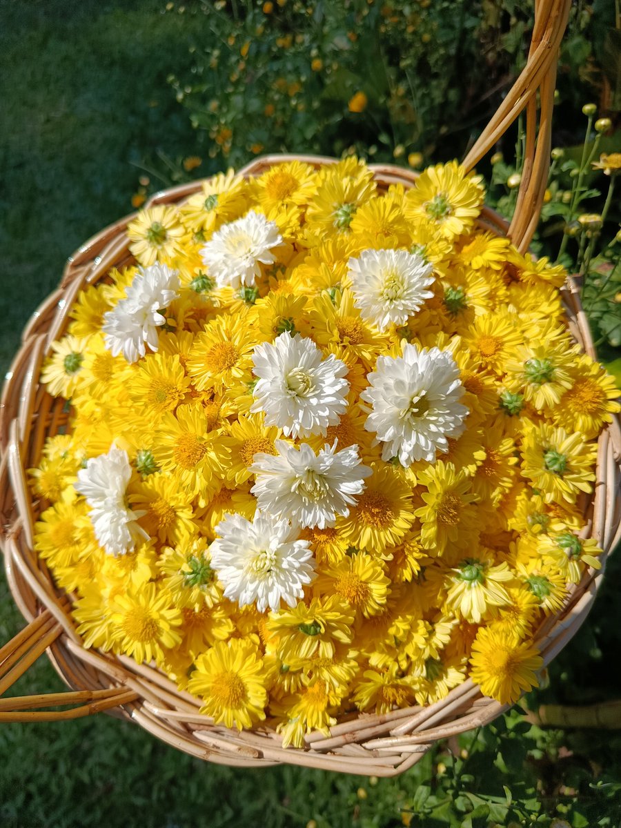 TinybirbCookies's tweet image. พนักงานเก็บดอกเก๊กฮวย เก็บได้ 2 นาที เลิกละ วิ่งไล่ตามผีเสื้อ 😂