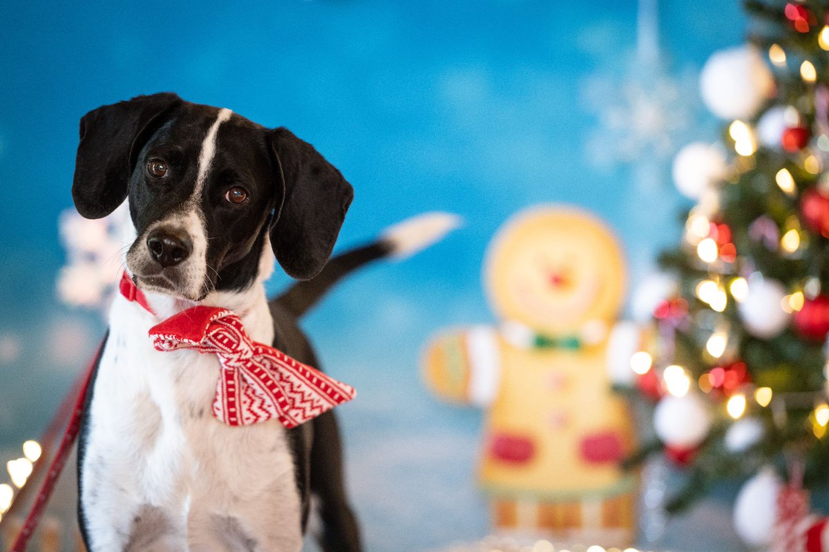 avvento.innovet.it/calendario/
CHARAS, ha 8 anni. Adora esplorare, perlustrare e giocare. È dinamico ed esuberante, intelligente… e con potenzialità infinite. Charas è uno “scartato” di caccia, abbandonato poiché non idoneo, ritrovato nei campi, ormai congelato.