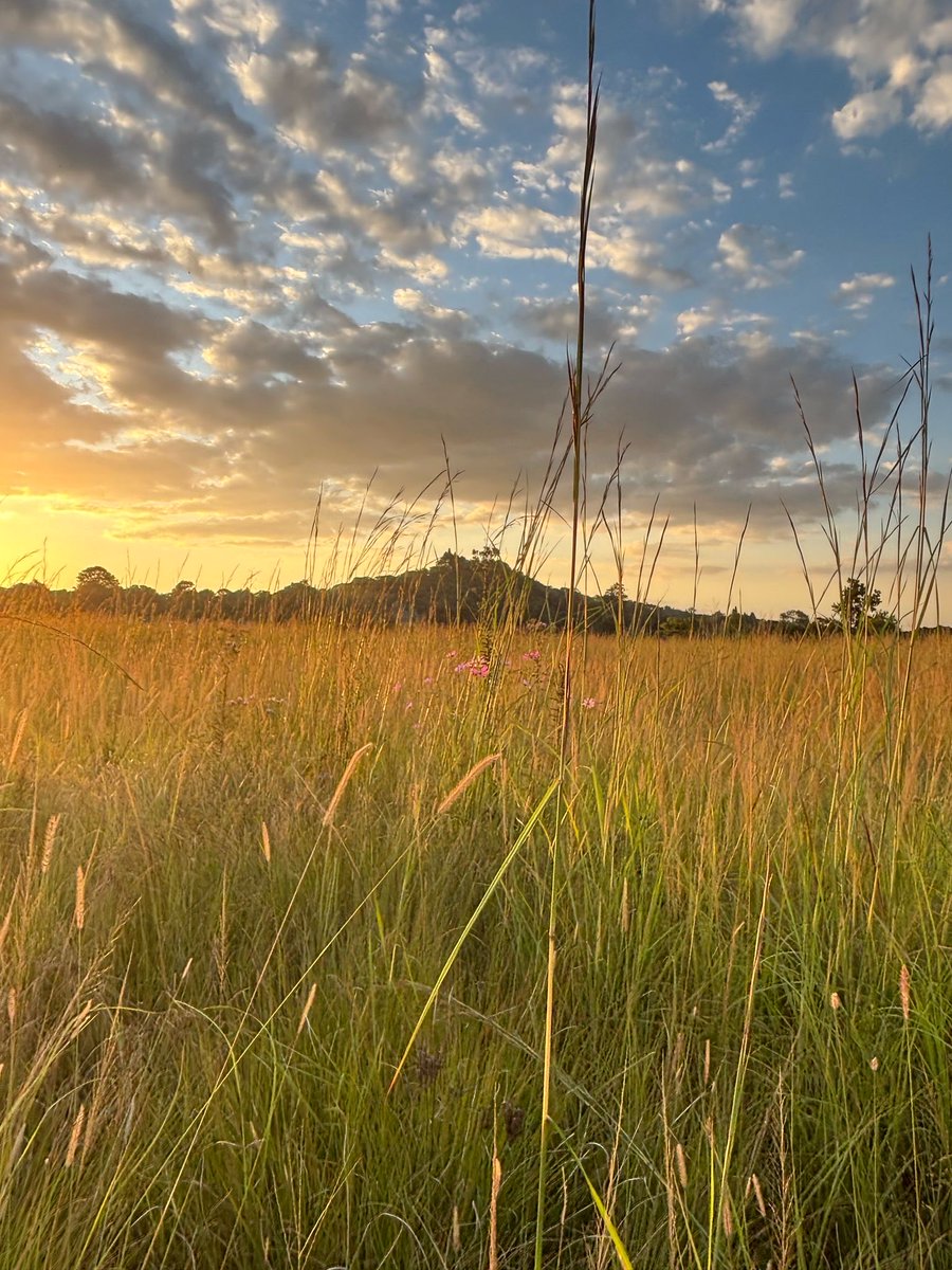 MonavaleWetland's tweet photo. In the heart of Zimbabwe’s bustling capital city Harare, lies a magical wetland called Monavale Vlei. 

Come and experience #MonavaleMagic 🌅 and join the fight to #ProtectOurWetlands #SaveMonavaleVlei https://t.co/GKfuFNK3vv