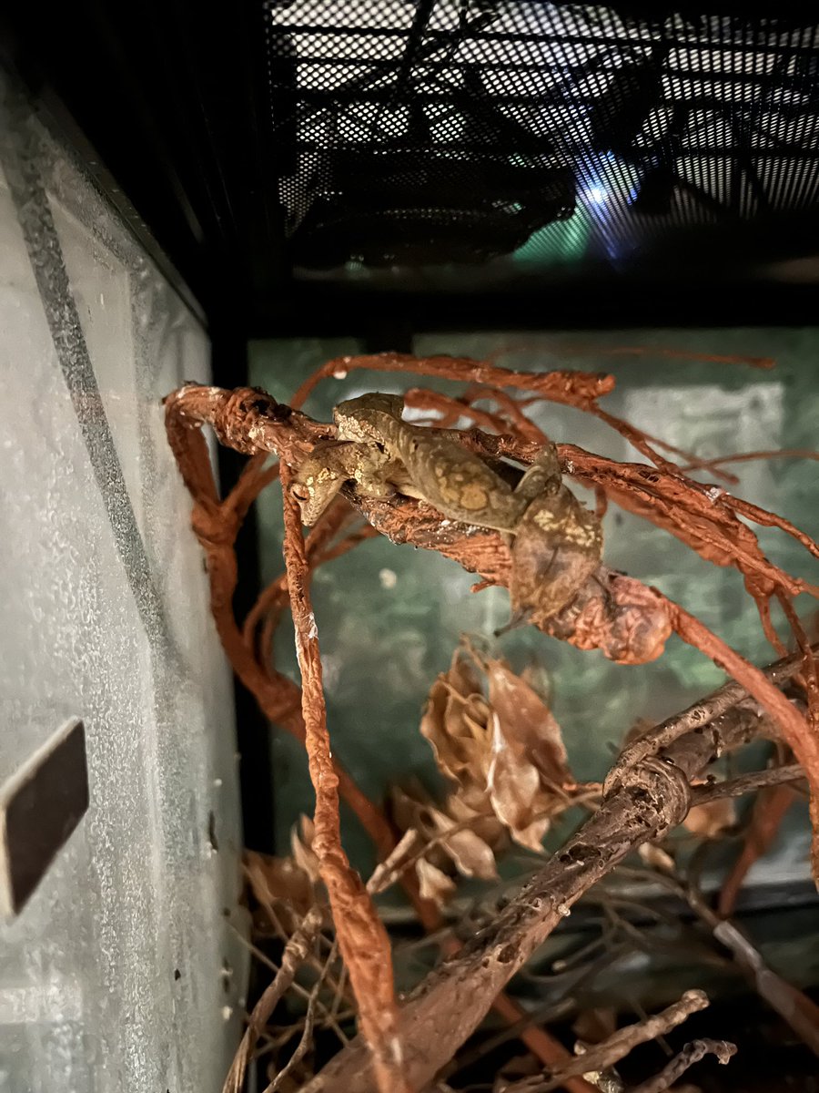 がんばれー🥺
#エダハヘラオヤモリ