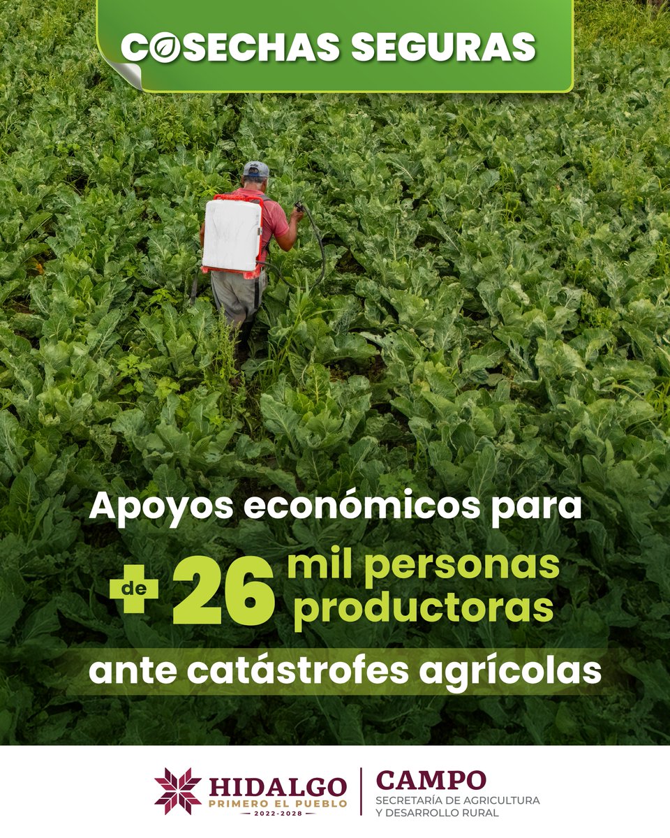 LsrHidalgo's tweet image. 🌾 En Hidalgo se fortalece la seguridad de quienes trabajan la tierra.
💸 Miles de productoras y productores reciben apoyo para enfrentar imprevistos climáticos y seguir adelante.✨
Cuando el campo está protegido, el futuro también lo está.🌱

#CosechasSeguras
#PrimeroElCampo
