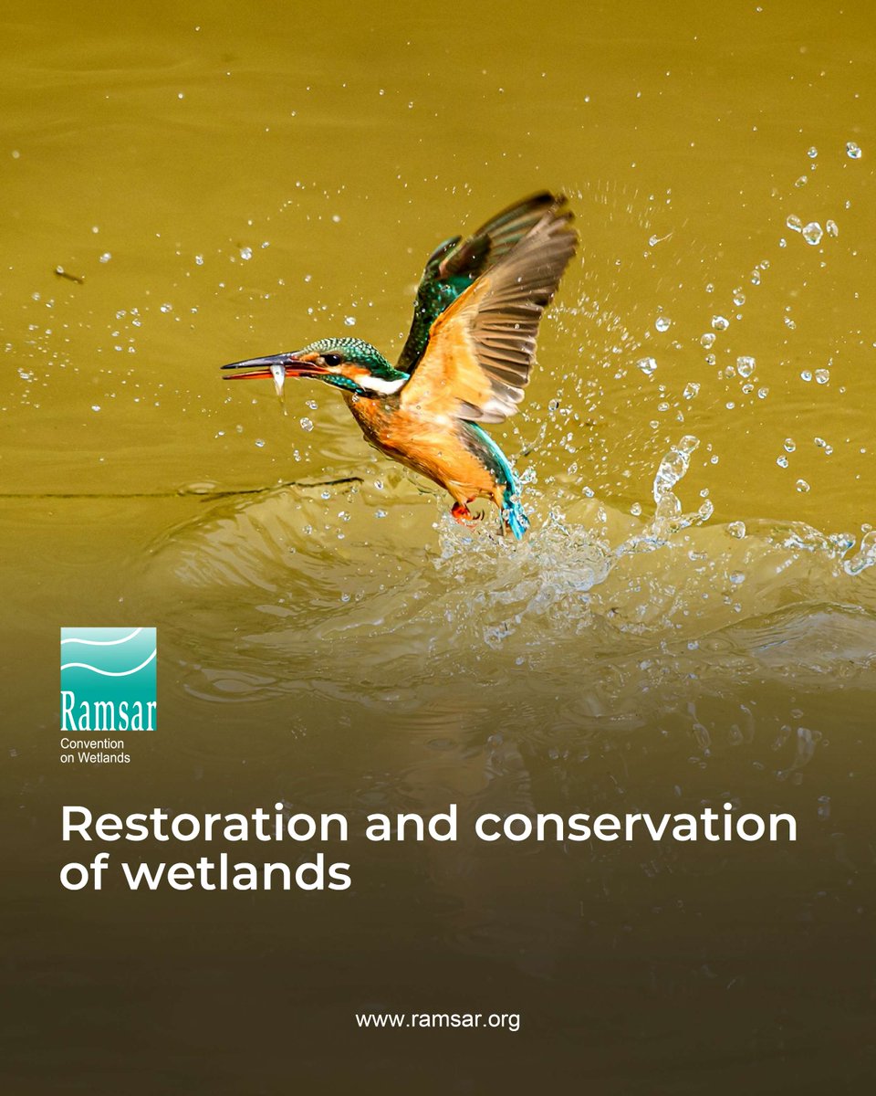 RamsarConv's tweet image. Restoring lost or degraded wetlands presents a valuable and cost-effective opportunity for society to recover and enhance benefits.

The total value of benefits that flow from a restored wetland are often several times higher than the cost of restoration. #RestoreWetlands