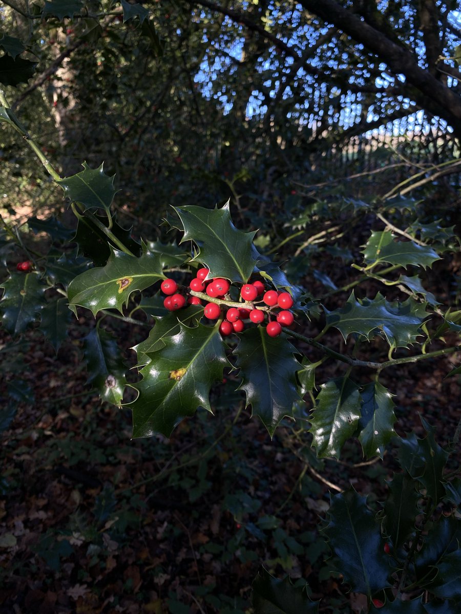 odegaardist's tweet image. After watching @LoschbourStev ‘s account for some weeks, I realized there’s actually decent people on this app that enjoy sharing and aesthetics

I’ll try sharing more pictures that I take, mostly from daily life and walks. Thanks for the inspiration Stev.