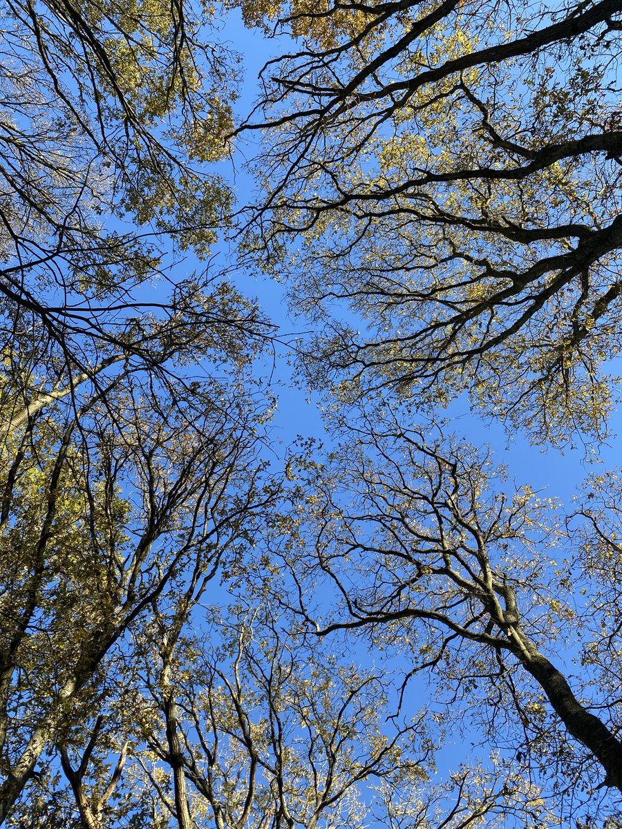 odegaardist's tweet image. After watching @LoschbourStev ‘s account for some weeks, I realized there’s actually decent people on this app that enjoy sharing and aesthetics

I’ll try sharing more pictures that I take, mostly from daily life and walks. Thanks for the inspiration Stev.